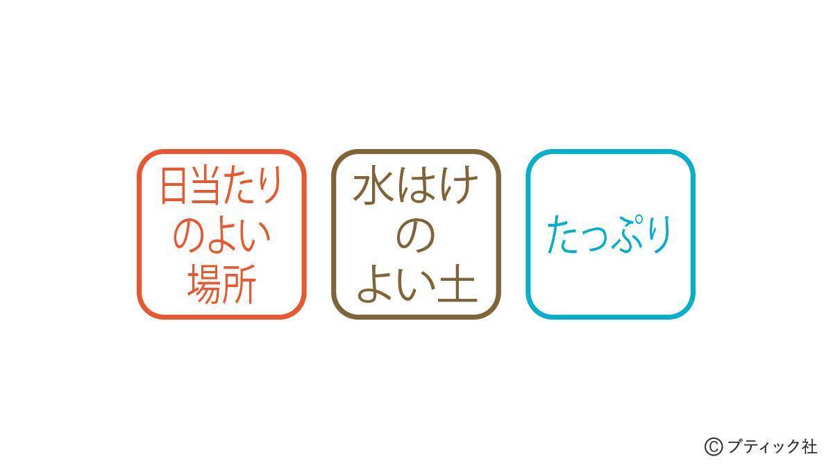 花「ダリア」の育て方