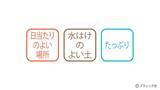 「花「ダリア」の育て方」の画像3