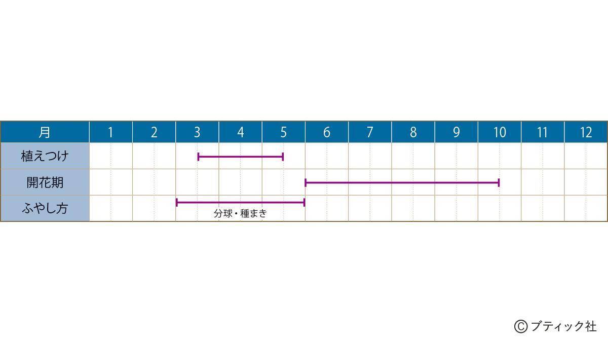 花「ダリア」の育て方