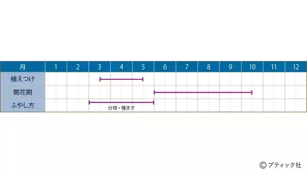「花「ダリア」の育て方」の画像