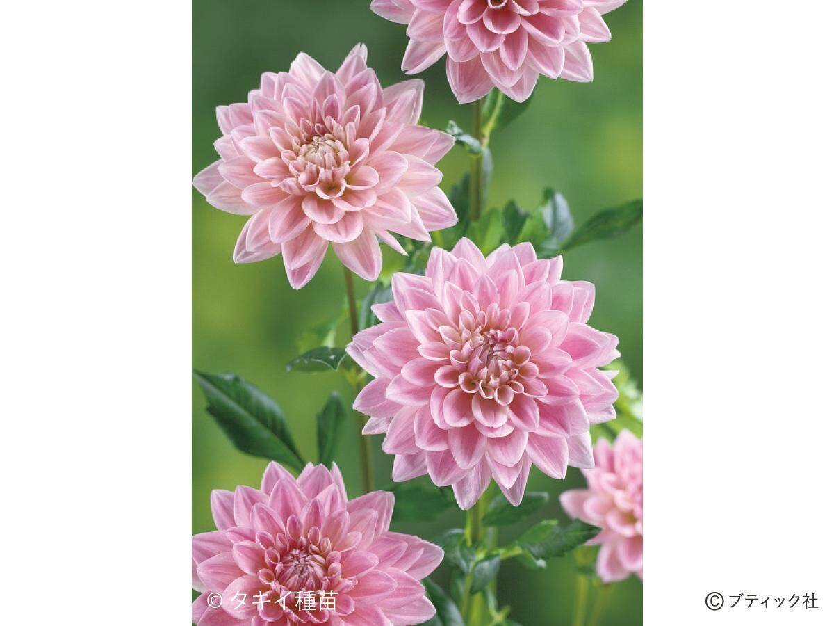 花「ダリア」の育て方