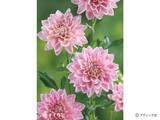 「花「ダリア」の育て方」の画像5