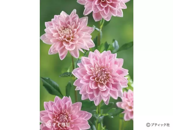 「花「ダリア」の育て方」の画像