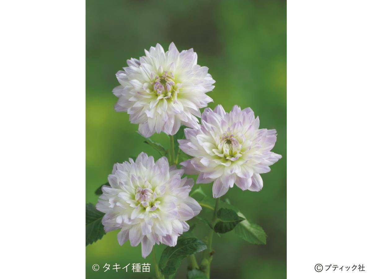 花「ダリア」の育て方