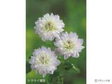 「花「ダリア」の育て方」の画像6