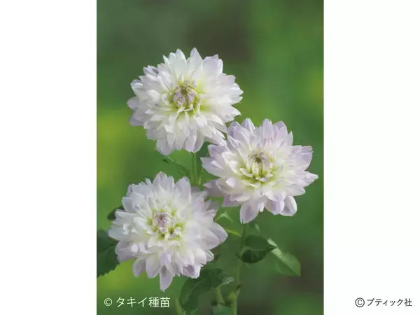 「花「ダリア」の育て方」の画像