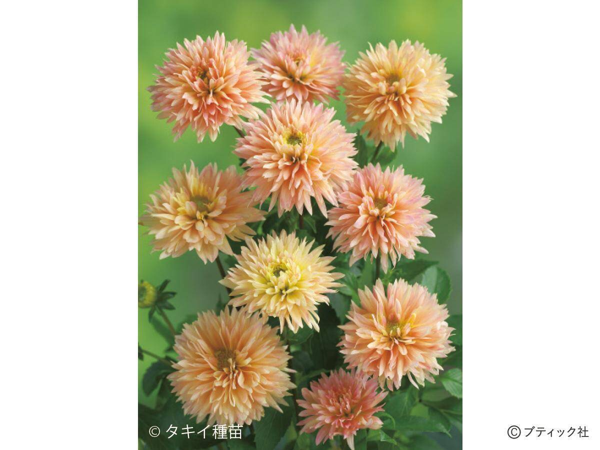花「ダリア」の育て方