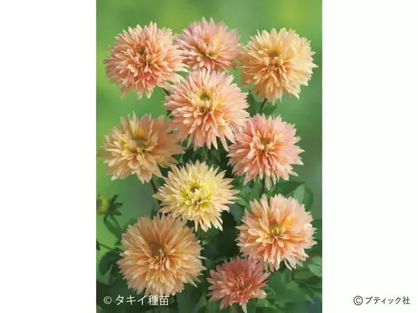「花「ダリア」の育て方」の画像