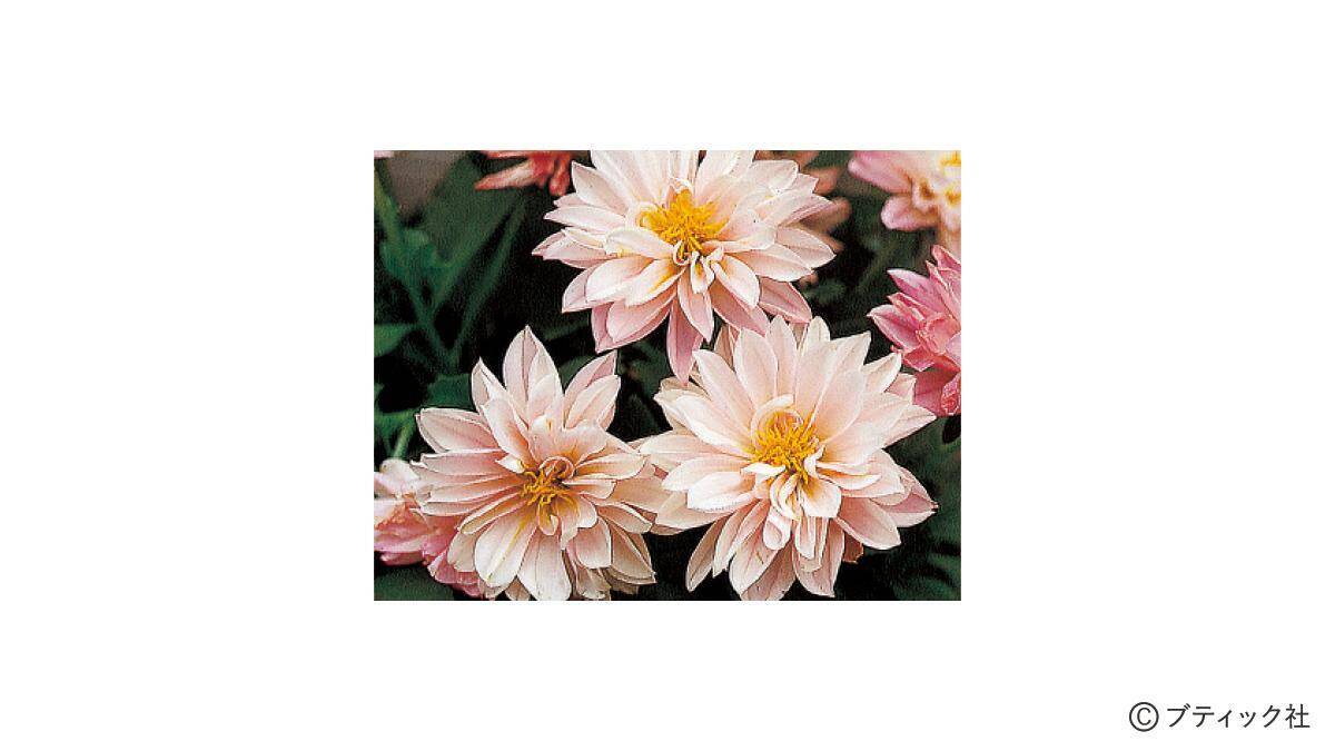 花「ダリア」の育て方
