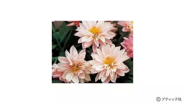 「花「ダリア」の育て方」の画像