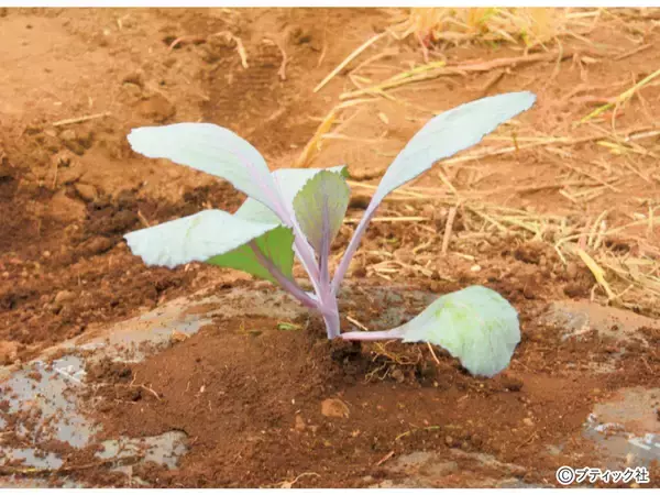 「「スムーズに根付く、苗植えの基本」とは」の画像