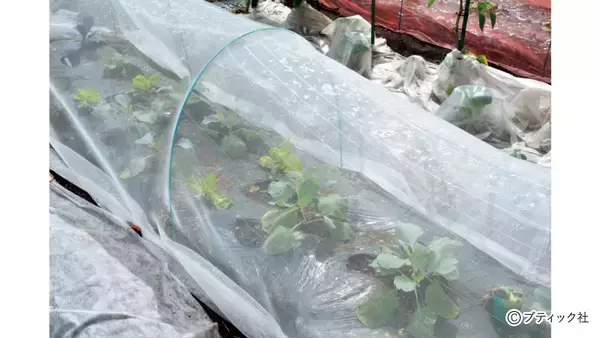 「「スムーズに根付く、苗植えの基本」とは」の画像