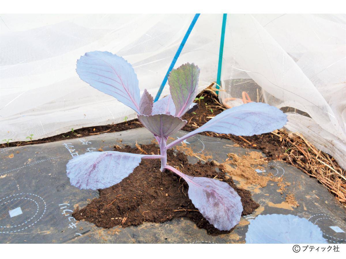 「スムーズに根付く、苗植えの基本」とは