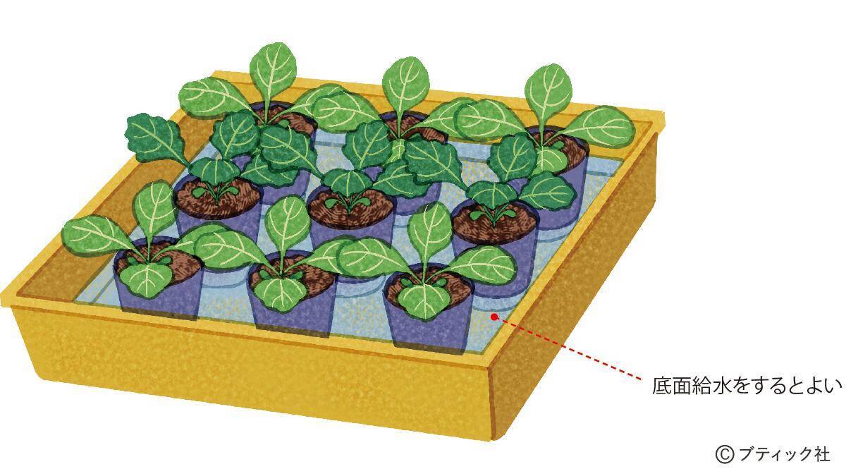 「スムーズに根付く、苗植えの基本」とは