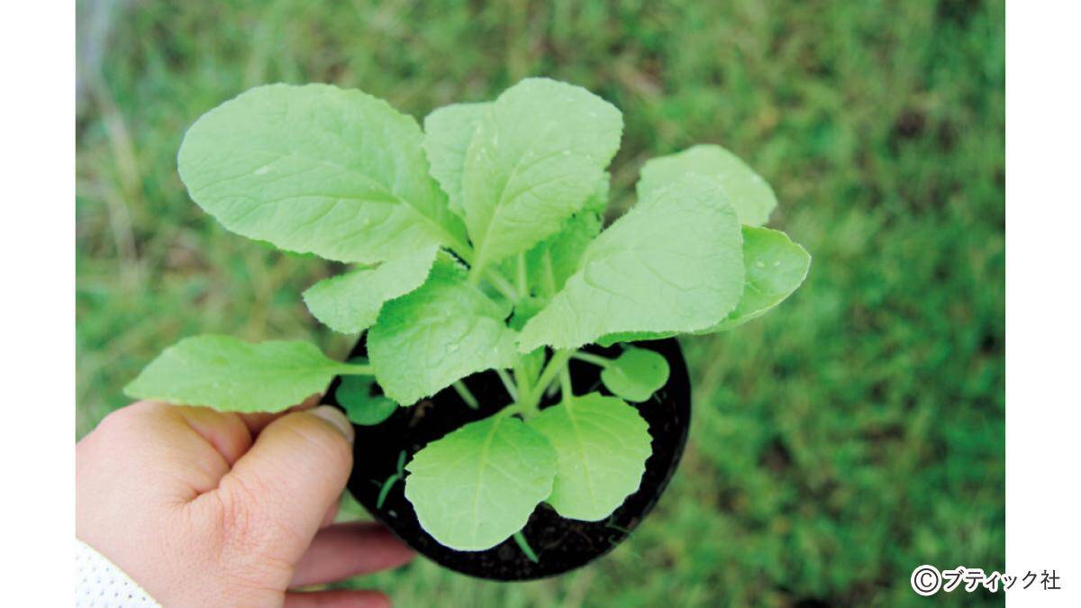 「スムーズに根付く、苗植えの基本」とは