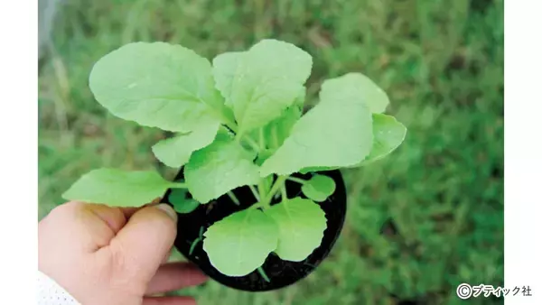 「「スムーズに根付く、苗植えの基本」とは」の画像