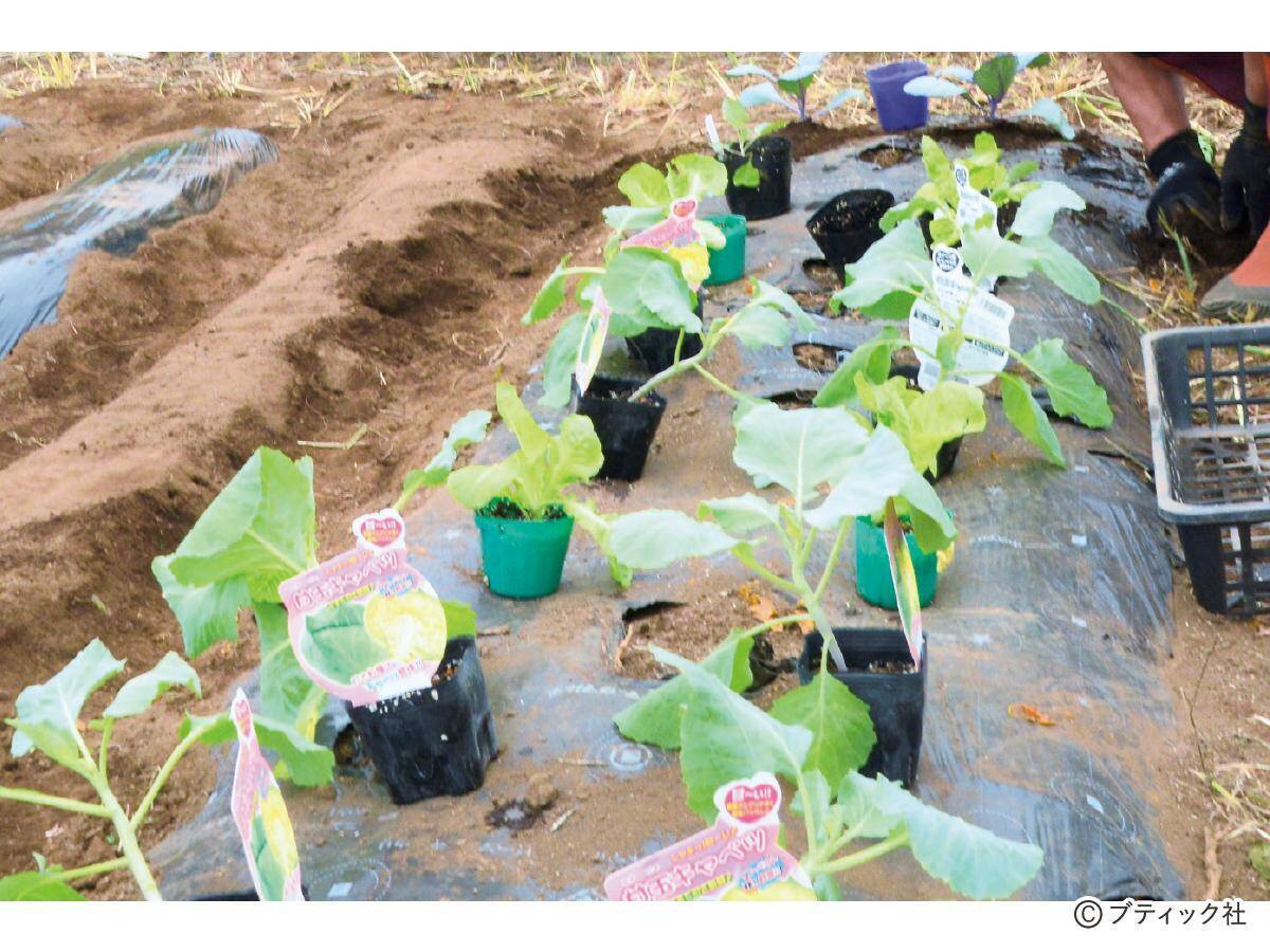 「スムーズに根付く、苗植えの基本」とは