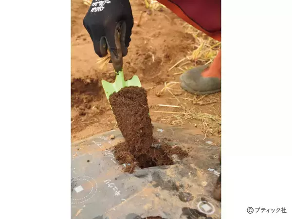 「「スムーズに根付く、苗植えの基本」とは」の画像