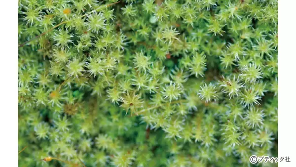 「和風の庭づくりの素材「コケ」を解説！」の画像