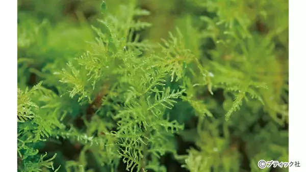 「和風の庭づくりの素材「コケ」を解説！」の画像