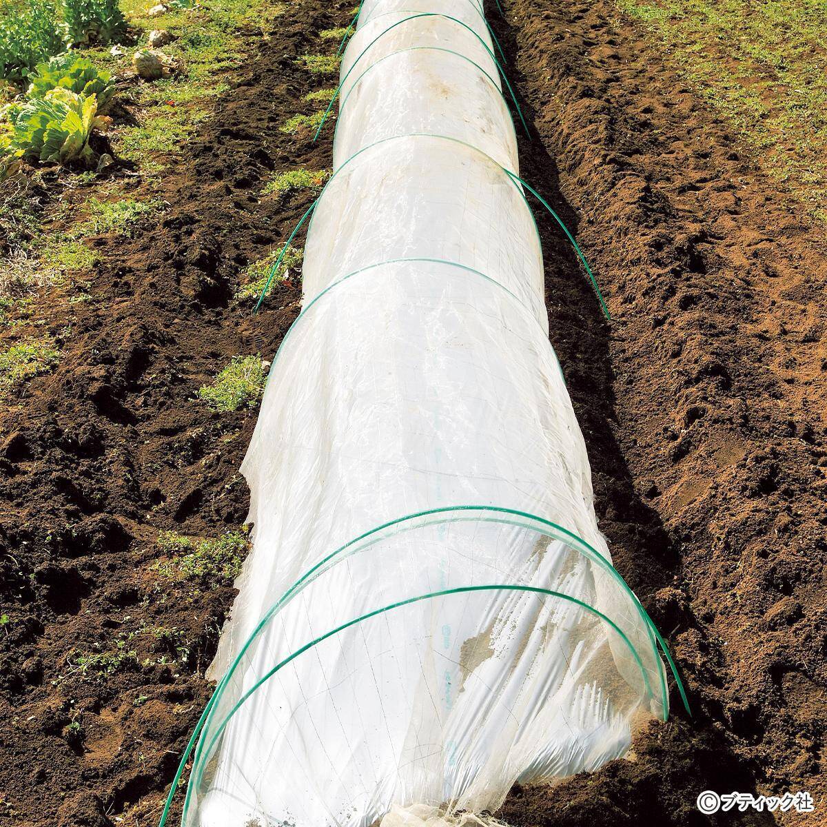 畑の虫対策 防虫トンネルの効果的な利用方法 について 21年4月26日 エキサイトニュース