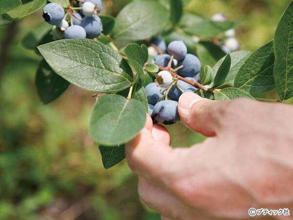 ブルーベリー の育て方 栽培のコツ 果物 家庭菜園 21年6月10日 エキサイトニュース