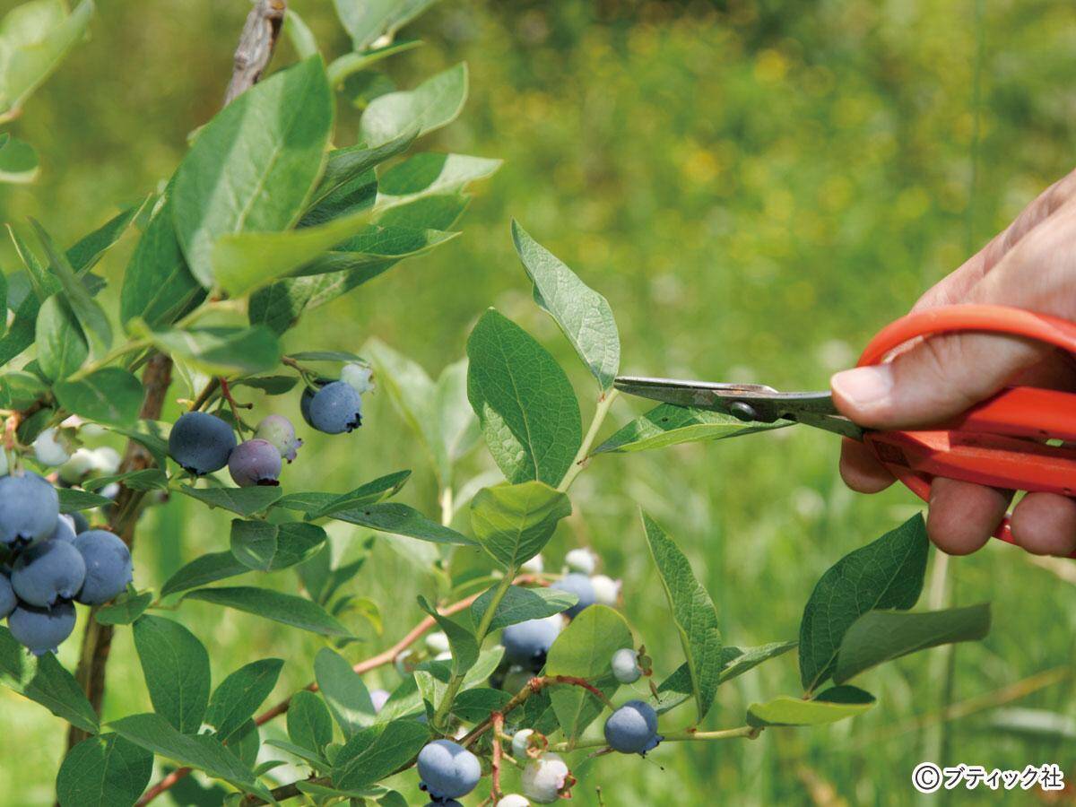 ブルーベリー の育て方 栽培のコツ 果物 家庭菜園 21年6月10日 エキサイトニュース