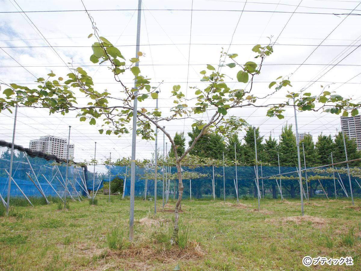 キウイフルーツ の育て方 栽培のコツ 果物 家庭菜園 21年6月18日 エキサイトニュース 2 6