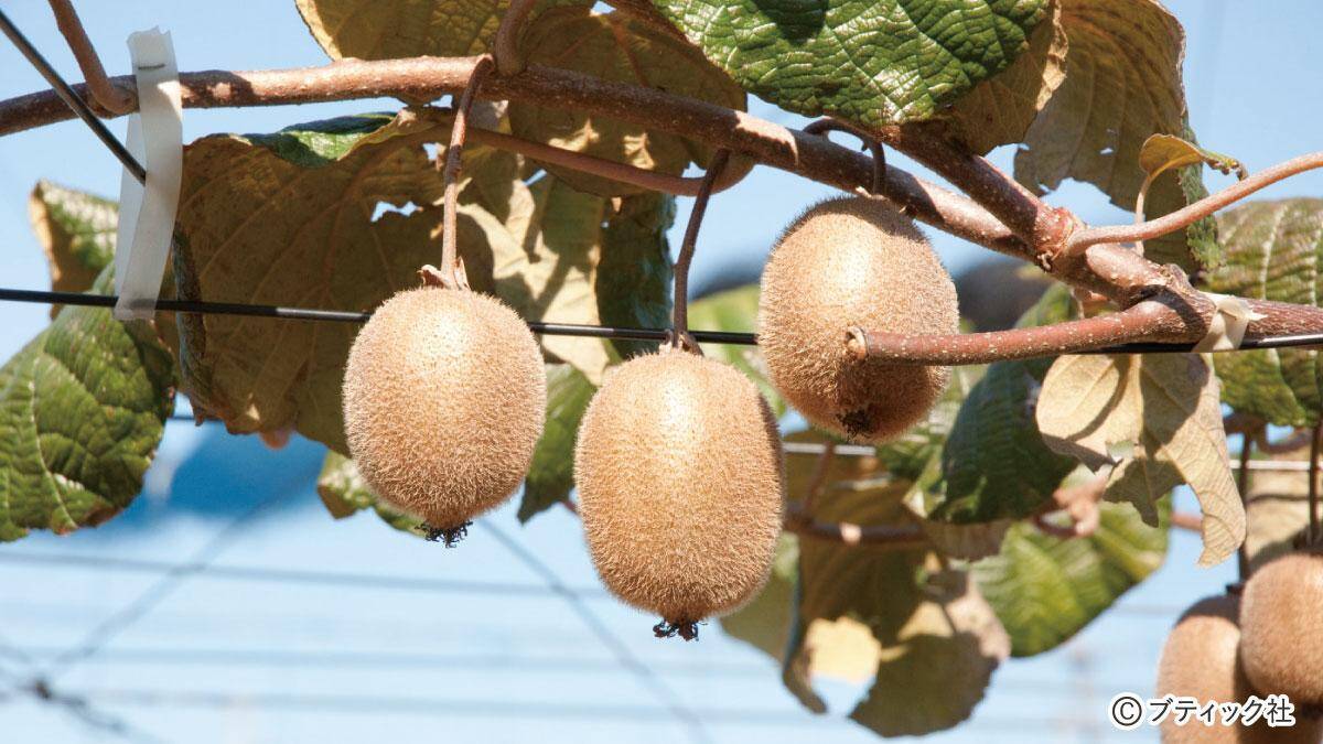 キウイフルーツ の育て方 栽培のコツ 果物 家庭菜園 21年6月18日 エキサイトニュース 4 6