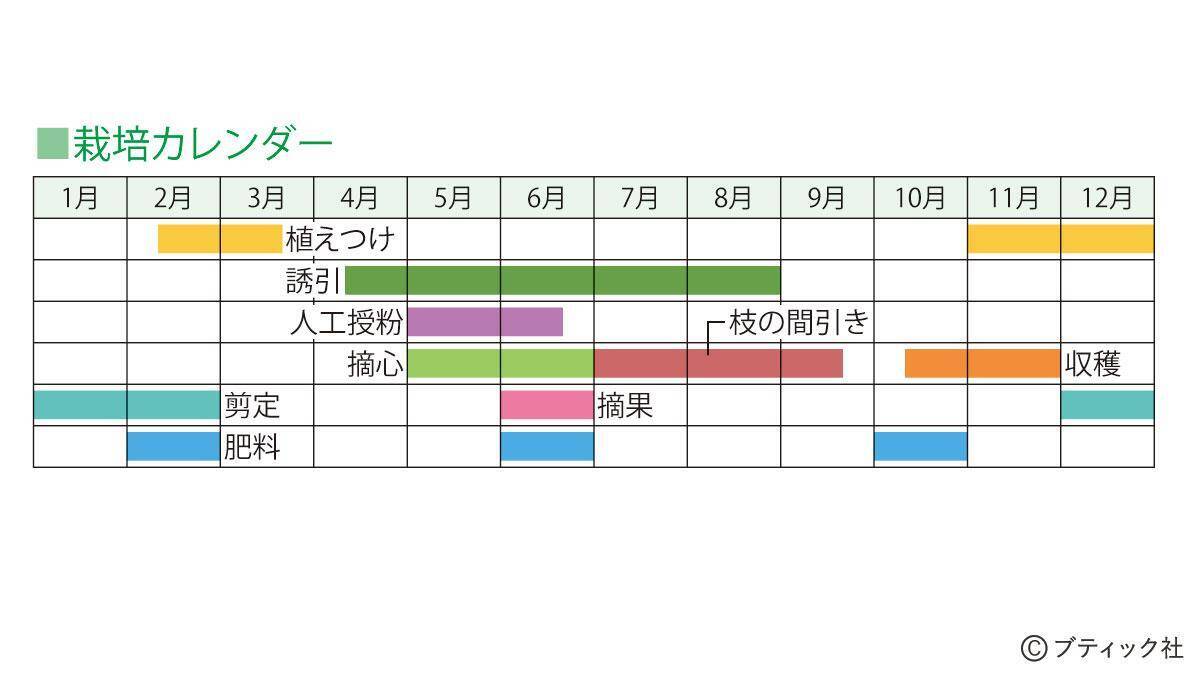 キウイフルーツ の育て方 栽培のコツ 果物 家庭菜園 21年6月18日 エキサイトニュース