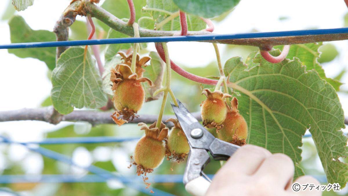 キウイフルーツ の育て方 栽培のコツ 果物 家庭菜園 21年6月18日 エキサイトニュース 4 6