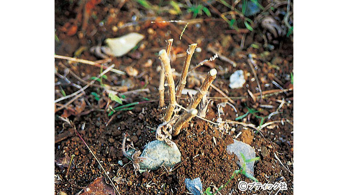 花づくりのコツ 切り戻し 植え替え さし芽 を詳しく解説 21年8月11日 エキサイトニュース 2 4