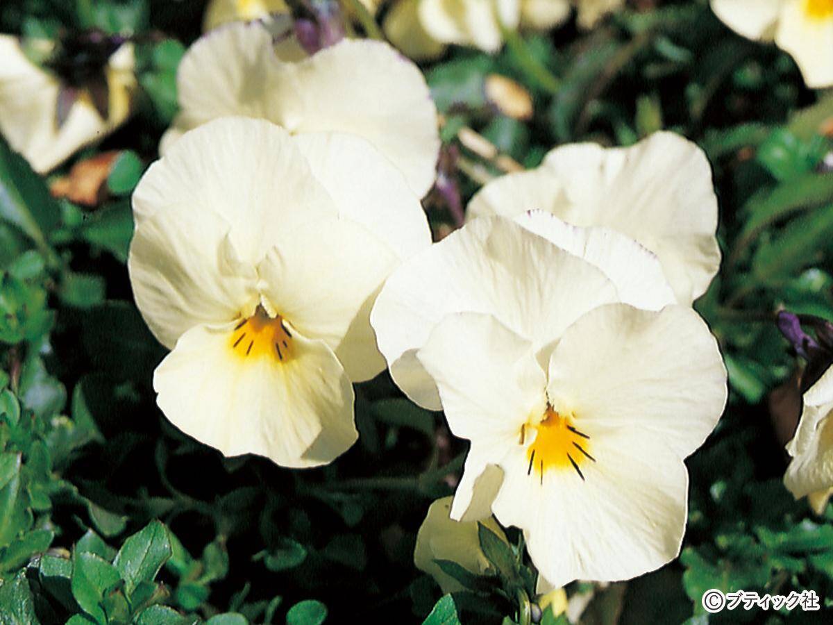 ガーデニングにおすすめの花 パンジー ビオラ の育て方 21年8月15日 エキサイトニュース