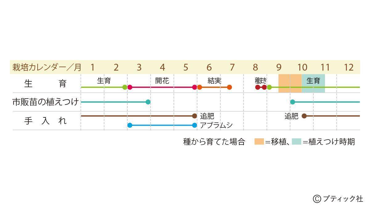 ガーデニングにおすすめの花 パンジー ビオラ の育て方 21年8月15日 エキサイトニュース