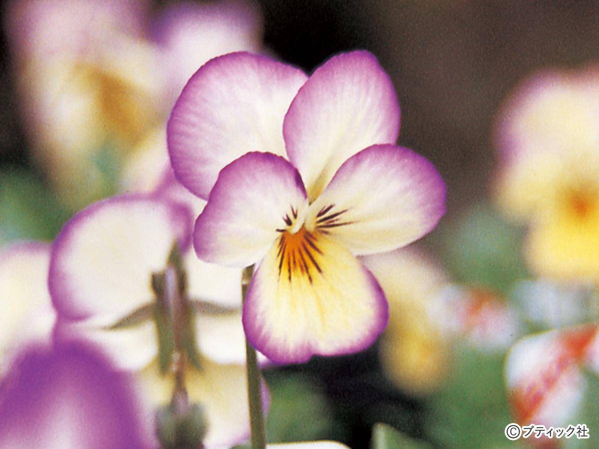 ガーデニングにおすすめの花 パンジー ビオラ の育て方 21年8月15日 エキサイトニュース