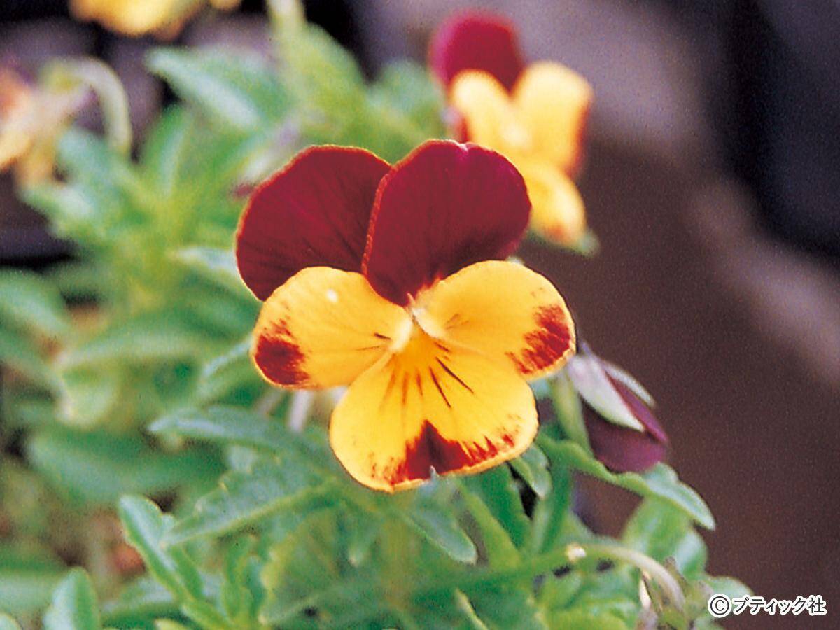 ガーデニングにおすすめの花 パンジー ビオラ の育て方 21年8月15日 エキサイトニュース