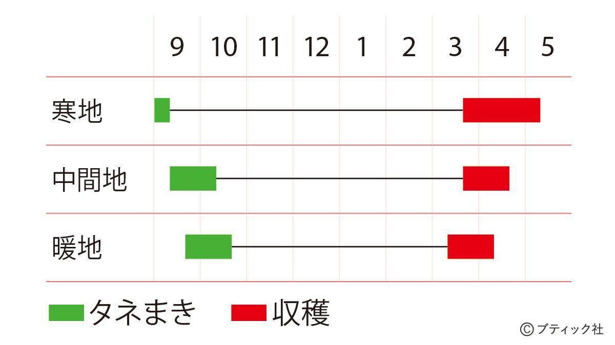 春先に収穫する家庭菜園 ナバナ3種 の育て方 21年11月9日 エキサイトニュース