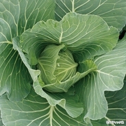 秋冬野菜を有機・無農薬でおいしく作るための5つのポイント！