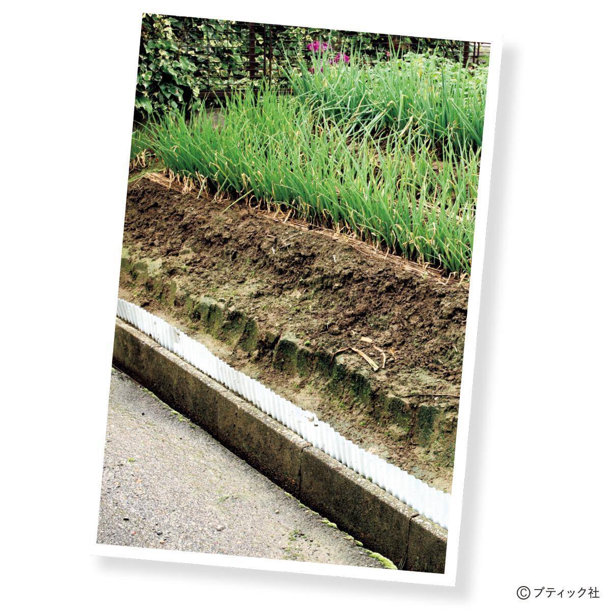 私たちが“畑の先輩”から教わったこと 覚えておきたい金の言葉