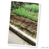 「私たちが“畑の先輩”から教わったこと 覚えておきたい金の言葉」の画像2