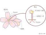 「「立体的なさくらのブローチ」の作り方」の画像10