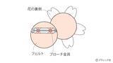 「「立体的なさくらのブローチ」の作り方」の画像13