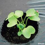 「タネまきと植えつけの新常識！を解説」の画像1