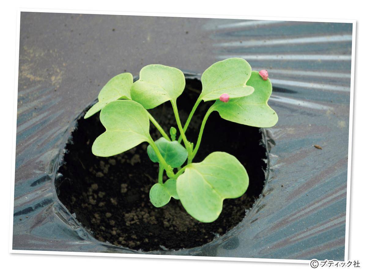 タネまきと植えつけの新常識！を解説