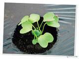 「タネまきと植えつけの新常識！を解説」の画像2