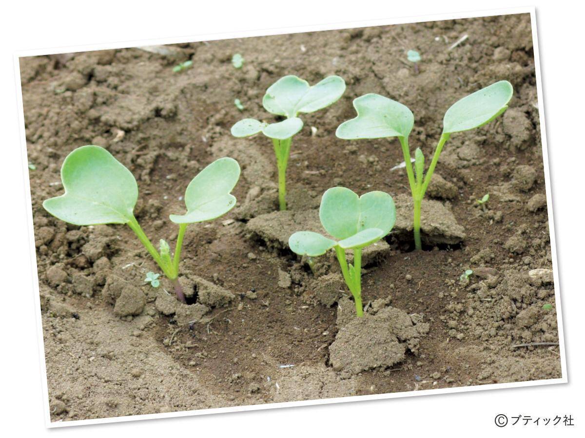 タネまきと植えつけの新常識！を解説