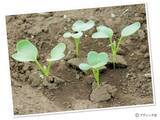 「タネまきと植えつけの新常識！を解説」の画像3