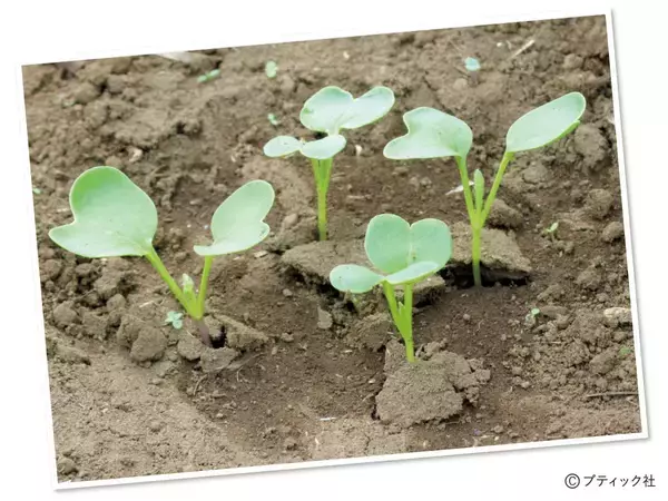 「タネまきと植えつけの新常識！を解説」の画像