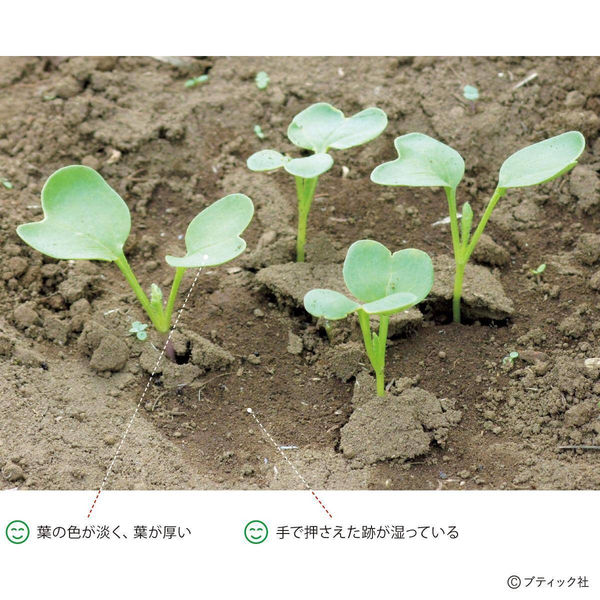 タネまきと植えつけの新常識！を解説