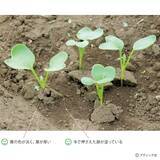 「タネまきと植えつけの新常識！を解説」の画像5